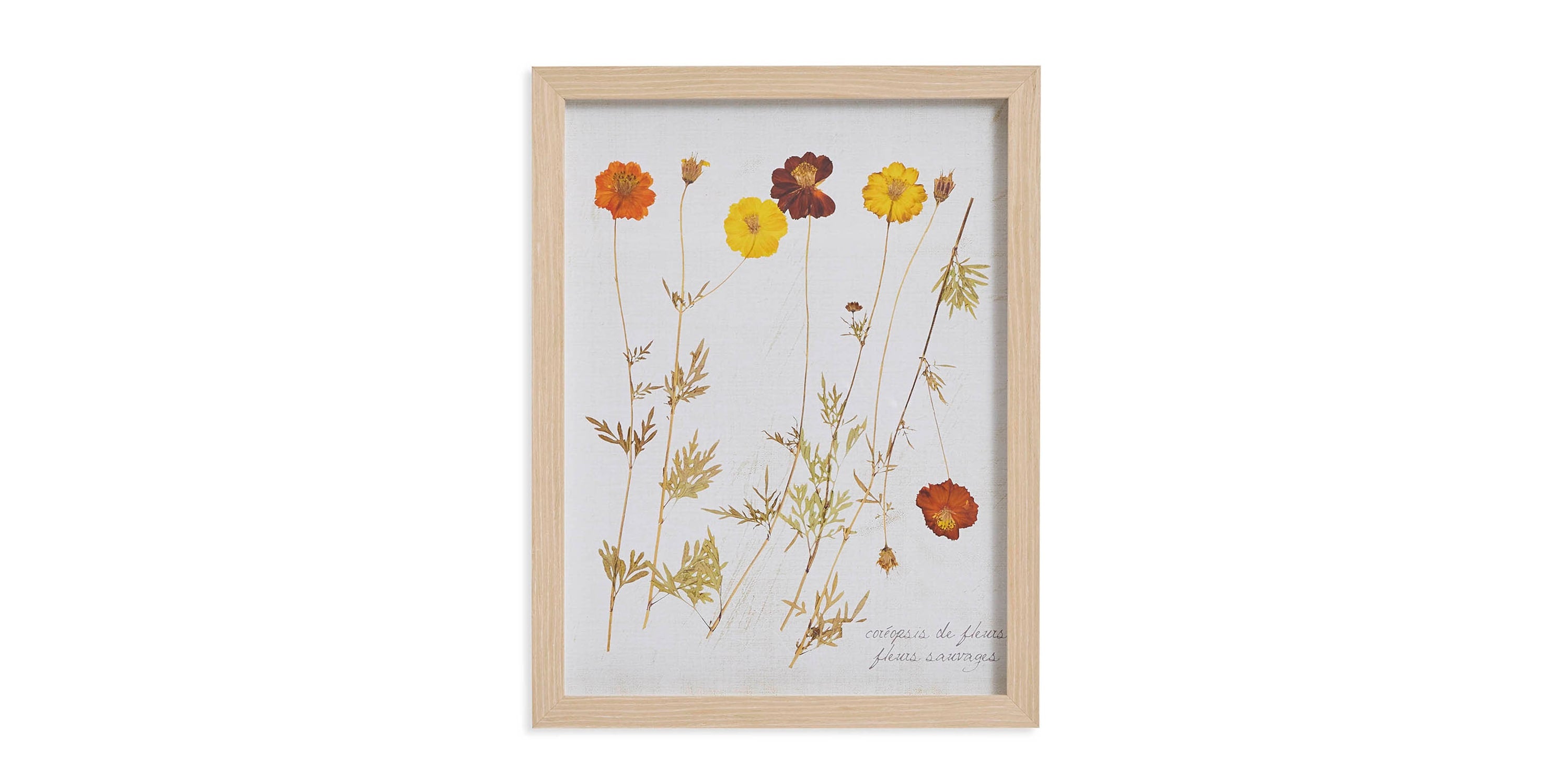 Pressed Wild Poppies Bassett
