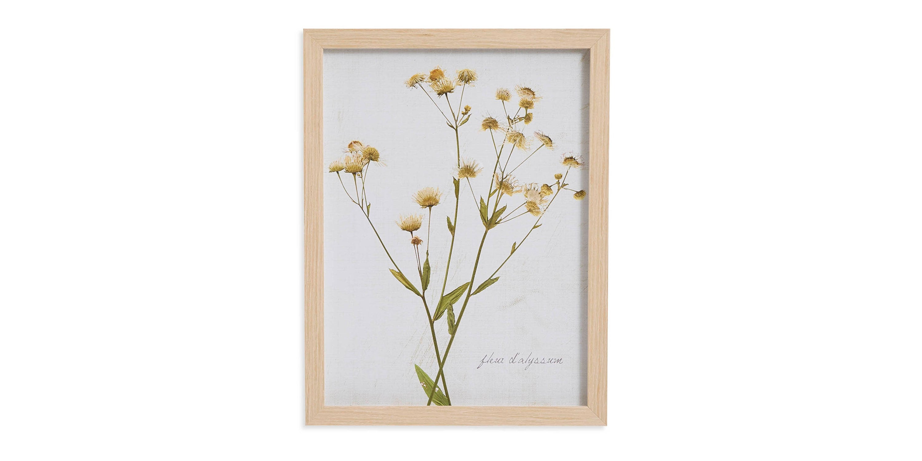 Pressed Daisies Bassett
