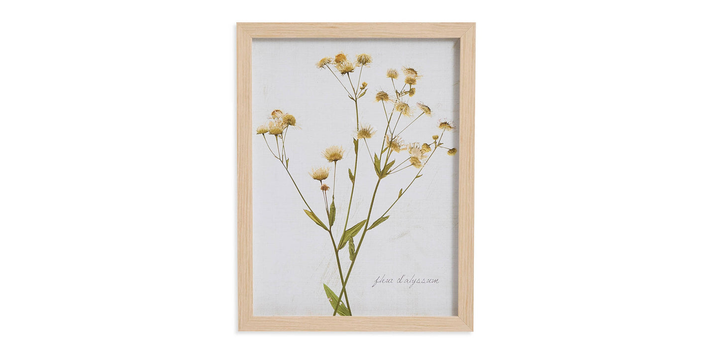Pressed Daisies Bassett