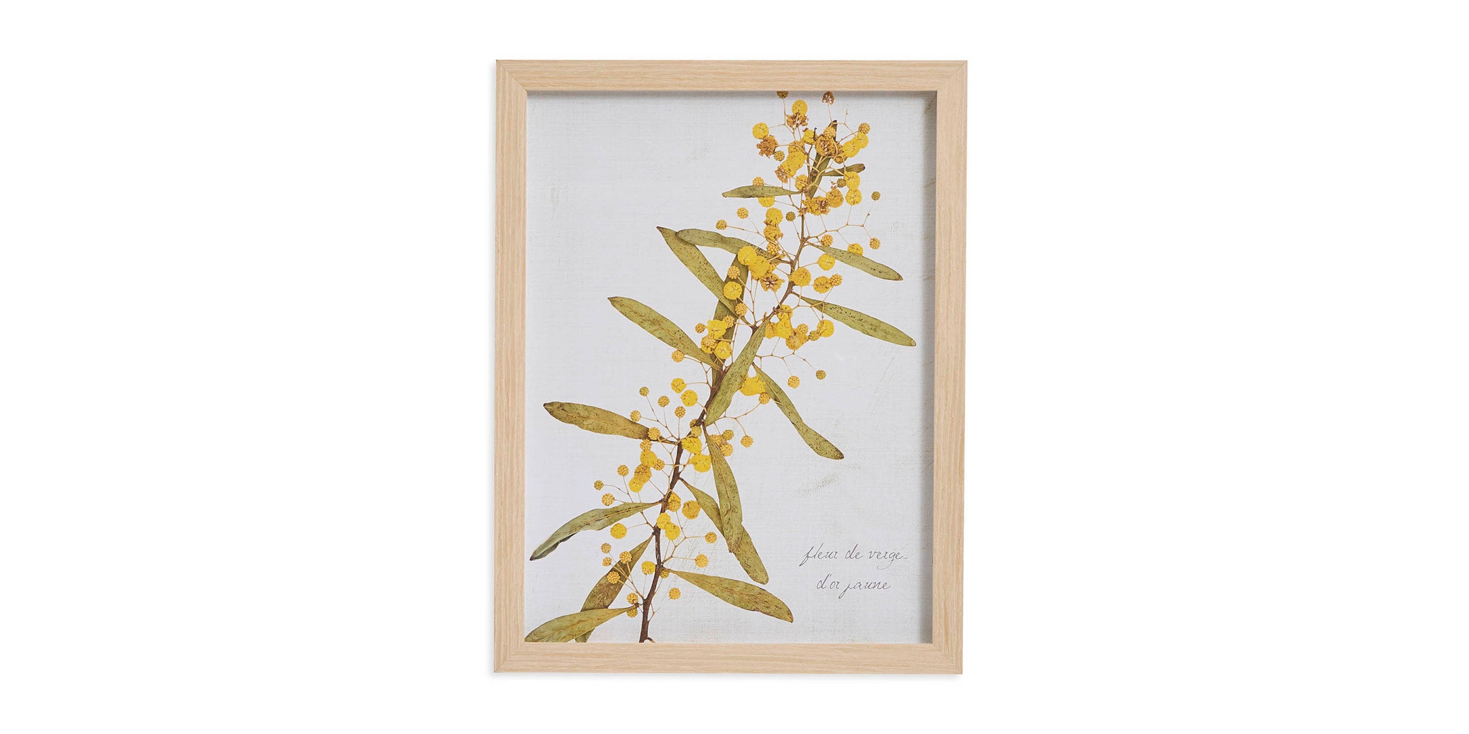 Golden Rod Branch Bassett
