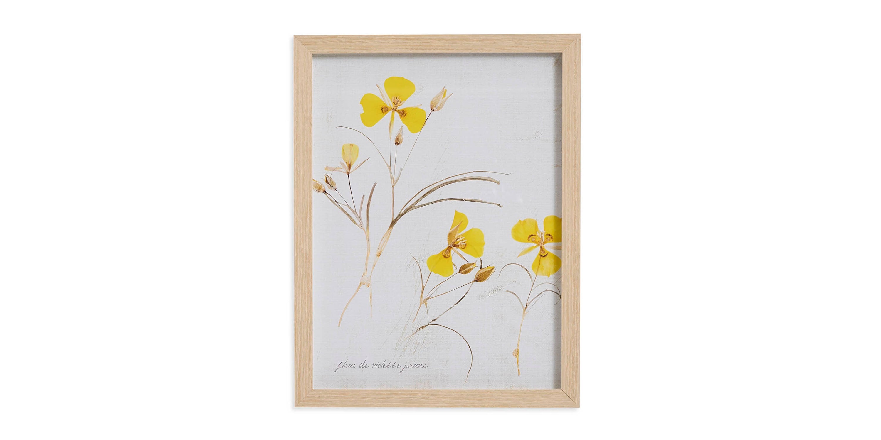 Pressed Yellow Violets Bassett
