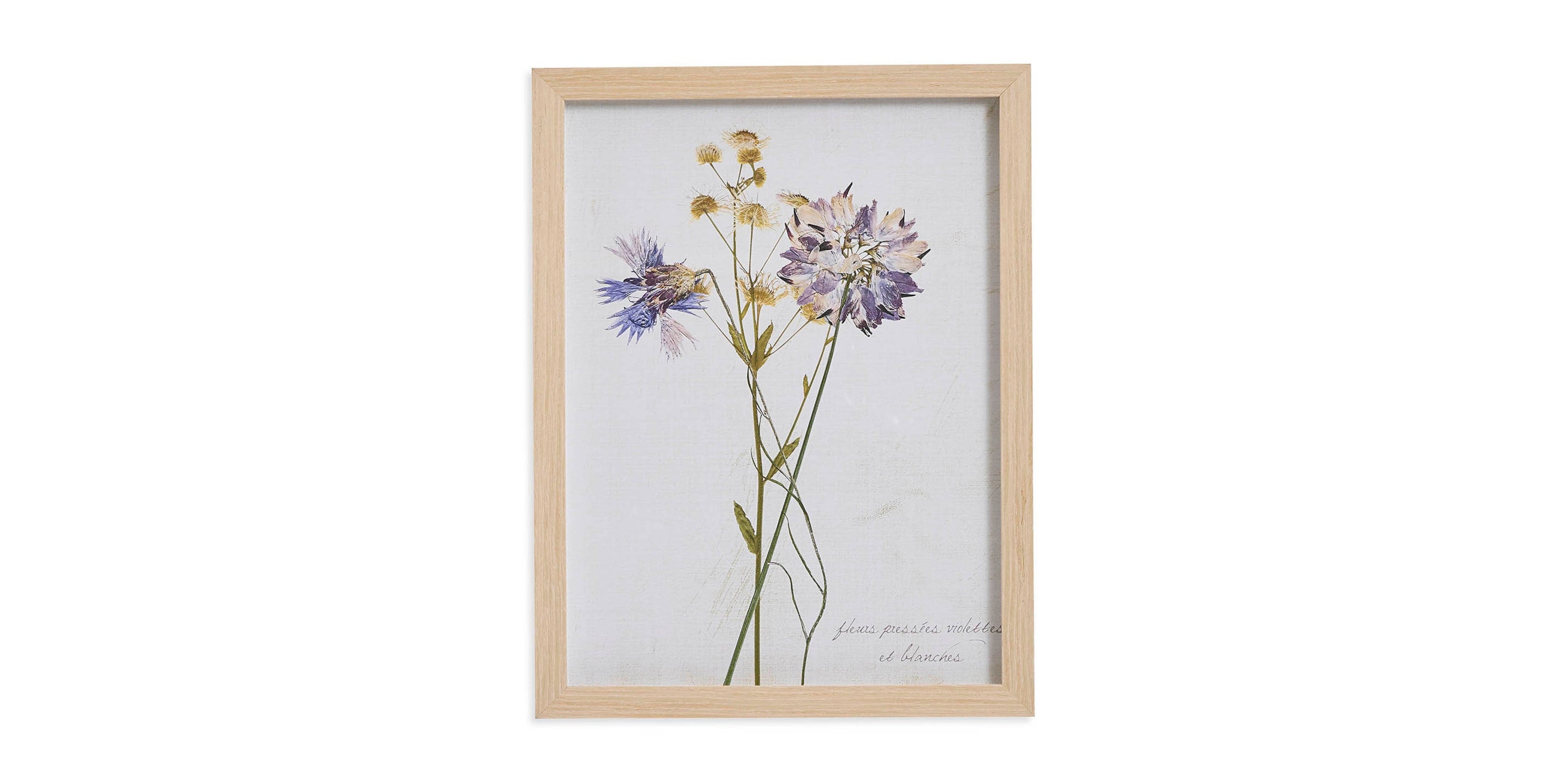 Pressed Purple Flowers Bassett