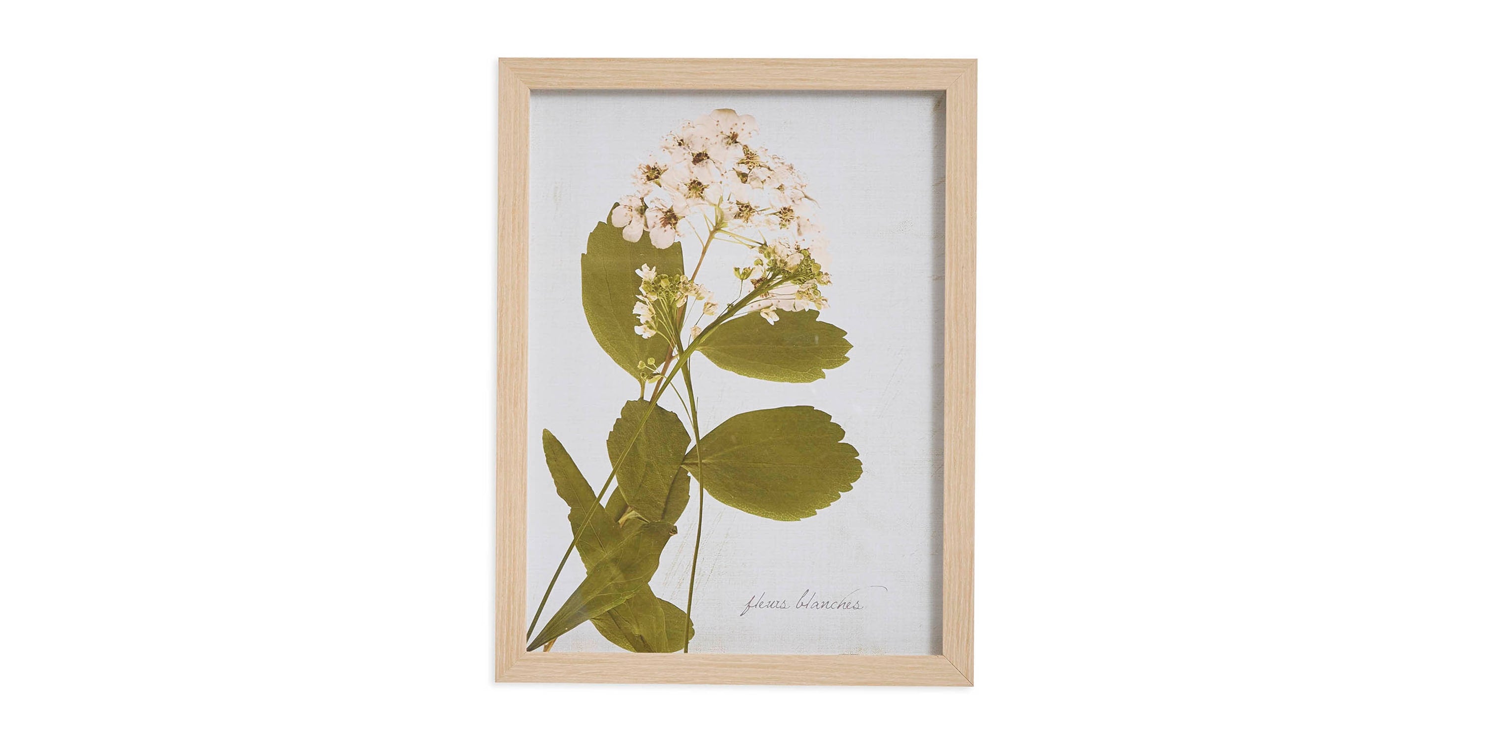 Pear Tree Blossom Bassett