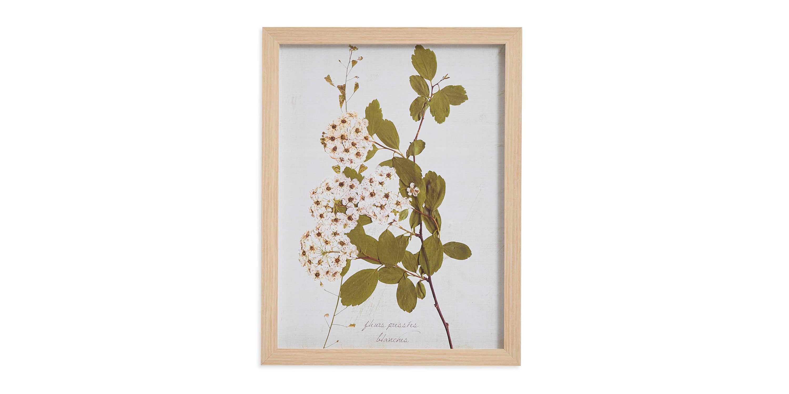 Pear Tree Branch Bassett