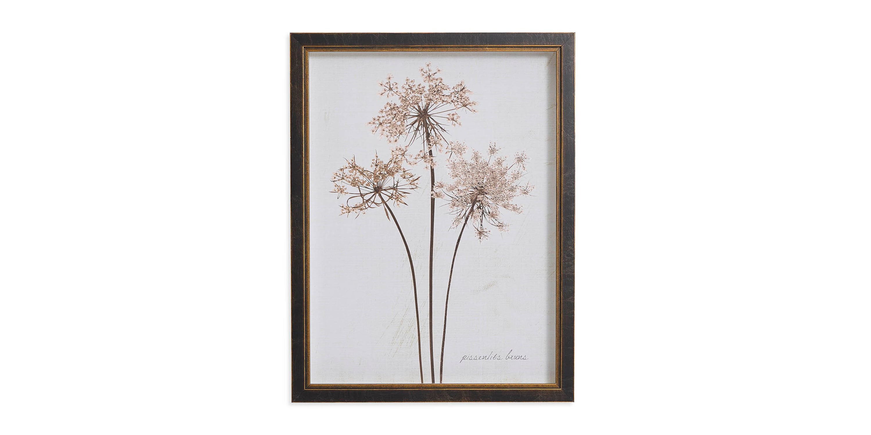 Sepia Pressed Dandelions Bassett