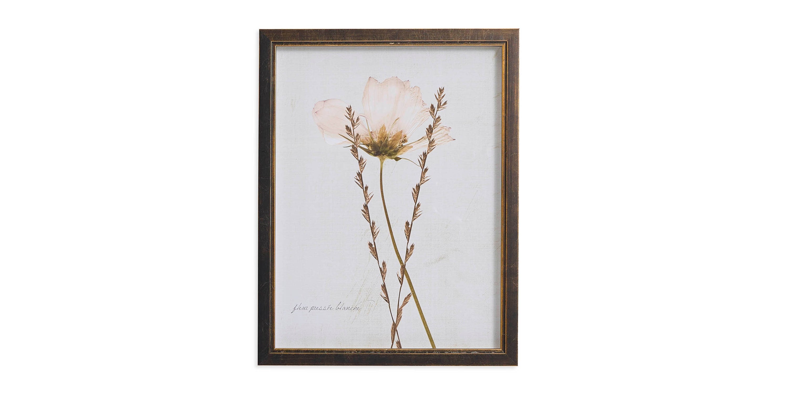 Sepia Pressed Wildflower II Bassett
