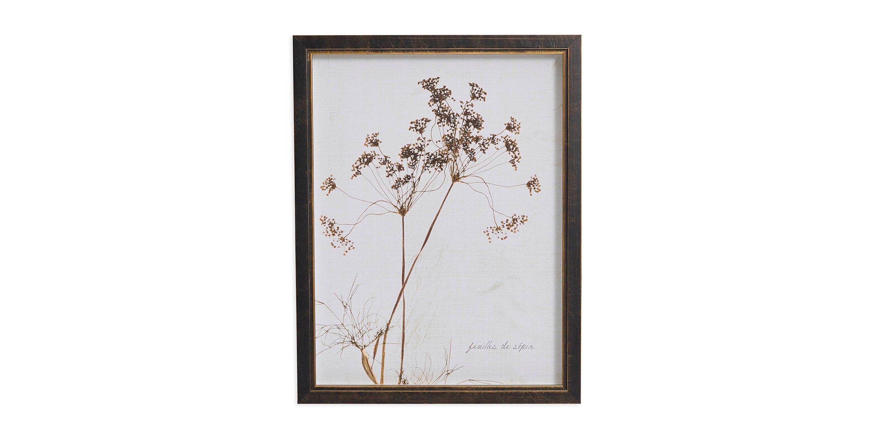 Sepia Queen Anne's Lace Bassett