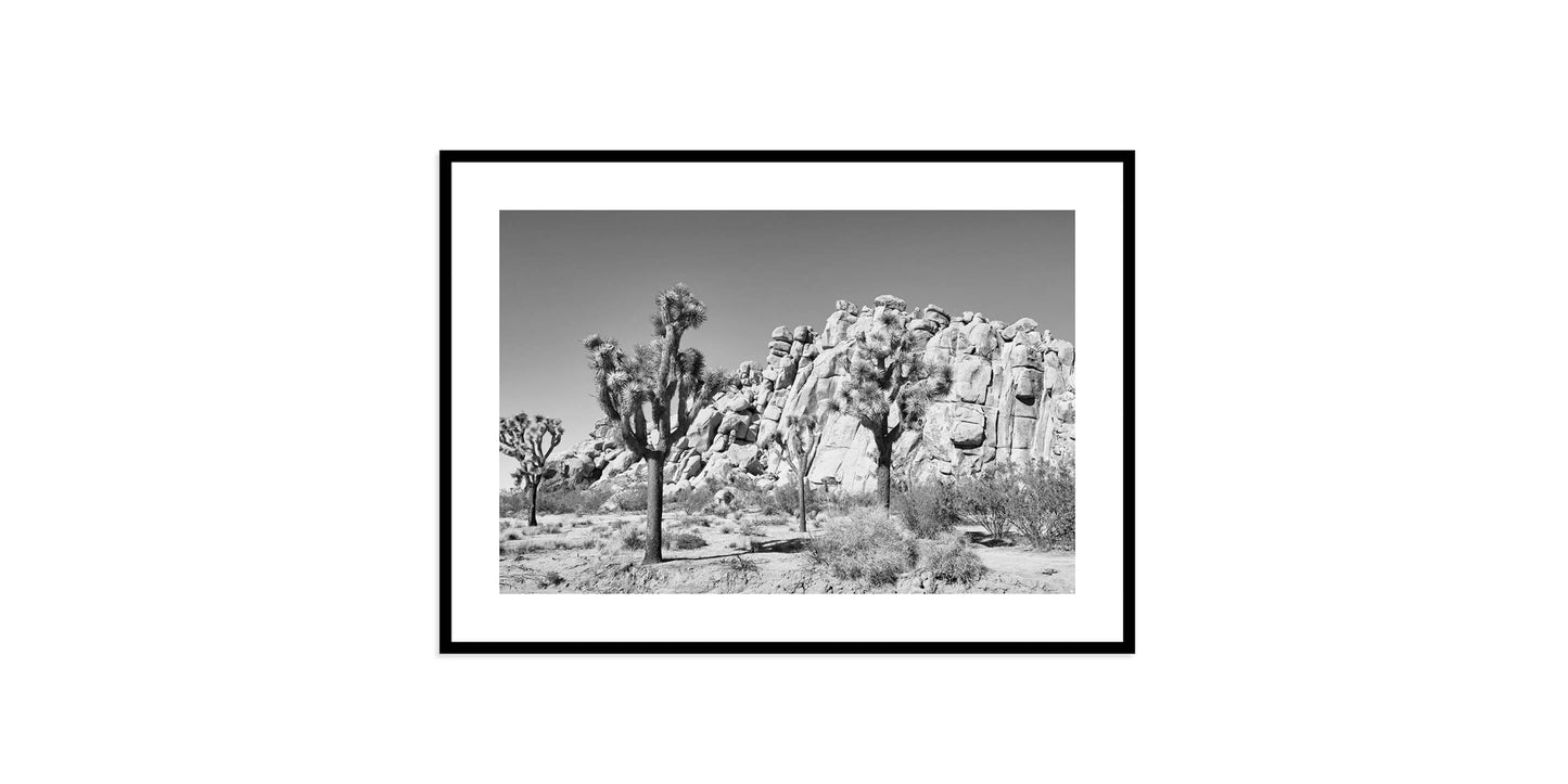 Joshua Tree Bassett